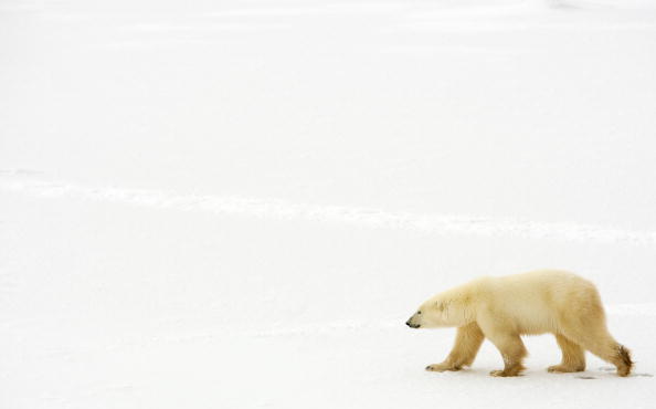 Un ours polaire dans la neige en baie d'Hudson, près de Churchill, Manitoba, Canada. (Photo : PAUL J. RICHARDS/AFP via Getty Images)
