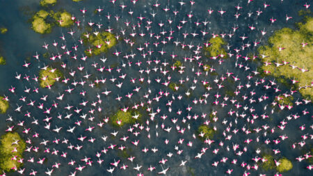 Ce photographe indien capture la beauté des flamants roses en pleine migration et le résultat est incroyable