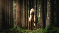 Les photos dignes d’un conte de fées des chevaux islandais, une des races les plus anciennes au monde