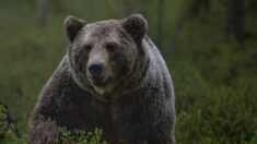 Un ours trouve une caméra et fait des centaines de selfies dans un parc naturel du Colorado