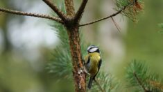 Oiseaux des jardins: un déclin « alarmant » qui se confirme en France