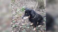 Abandon d’animaux : un jeune chien retrouvé attaché à un arbre à Maromme