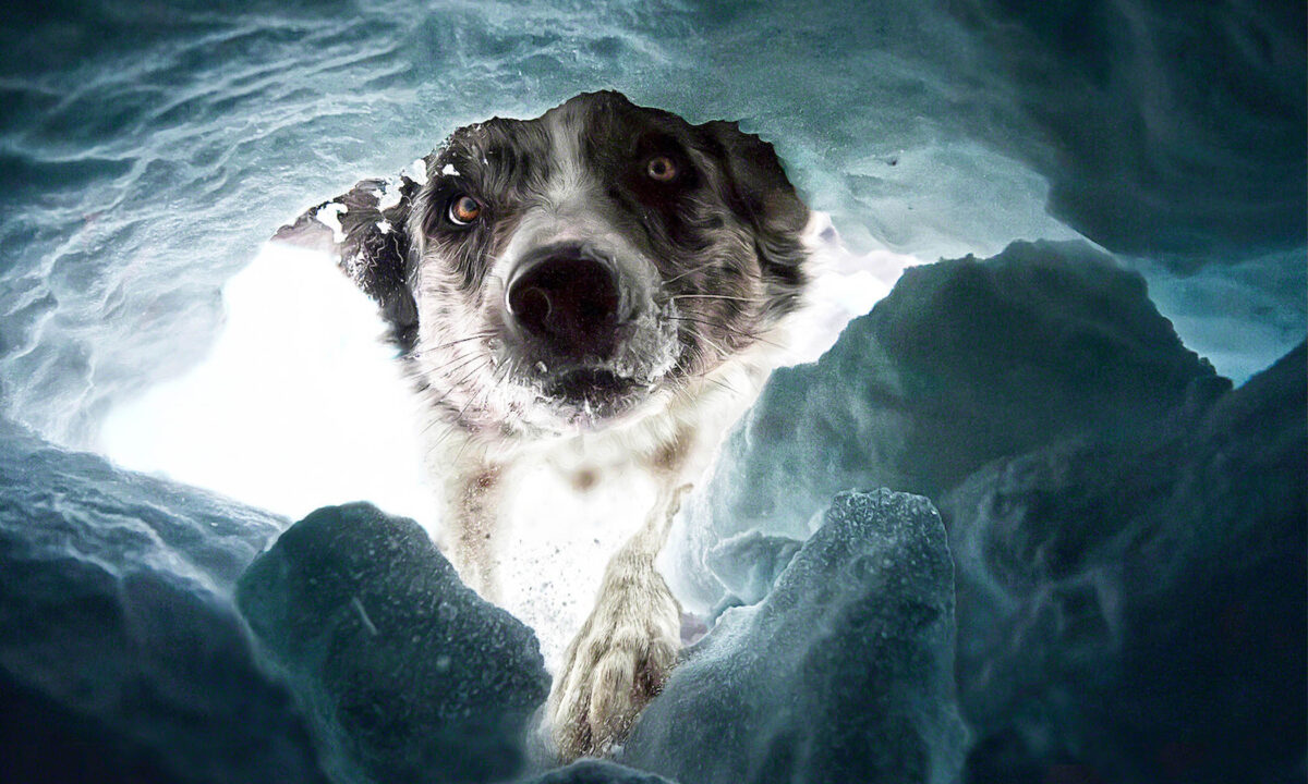 Les Dog Photography Awards révèlent les meilleures photos de chiens de 2022: chien de sauvetage en montagne, chien jouant au frisbee, etc.