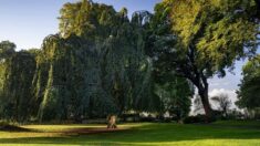 L’arbre de l’année 2022 est le hêtre pleureur de Cassel, village des Flandres