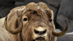 Haut-Rhin: les animaux du zoo de Mulhouse se délectent des sapins de Noël invendus