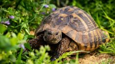 Corse: son chantier avait tué des tortues protégées, il est condamné à payer 150 000 euros d’amendes