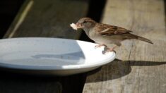Il ne faut pas nourrir les oiseaux avec des aliments comme du lait ou du pain