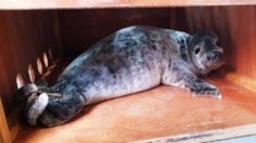 Un jeune phoque échoué et blessé recueilli par l’aquarium de Biarritz