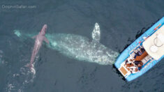 Une baleine grise en migration donne naissance à un baleineau devant des observateurs de baleines californiens en extase