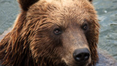 Un chasseur d’ours raconte l’attaque dont il n’est pas sorti indemne