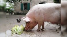 Le célèbre cochon Boul, mascotte du Vieux Mas de Beaucaire dans le Gard, est décédé