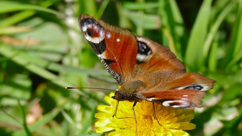 Un paon-du-jour butinant une fleur de pissenlit.
Bernard Dupont/Wikipedia, CC BY-SA