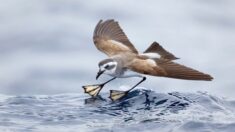 Les magnifiques clichés lauréats du BirdLife Australia Photography Awards mettent en valeur la diversité et la magnificence des oiseaux australiens