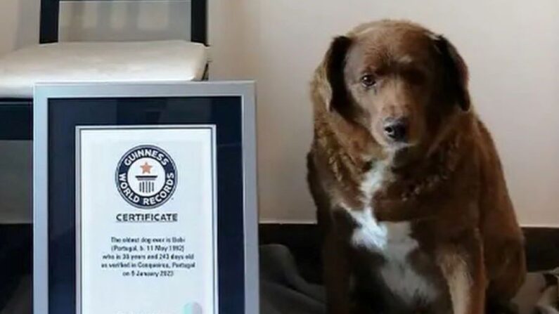 Bobi, le plus vieux chien du monde (Facebook Guinness World Records)