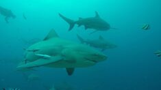 La Réunion : la justice annule l’arrêté autorisant des abattages ciblés de requins pour limiter les attaques