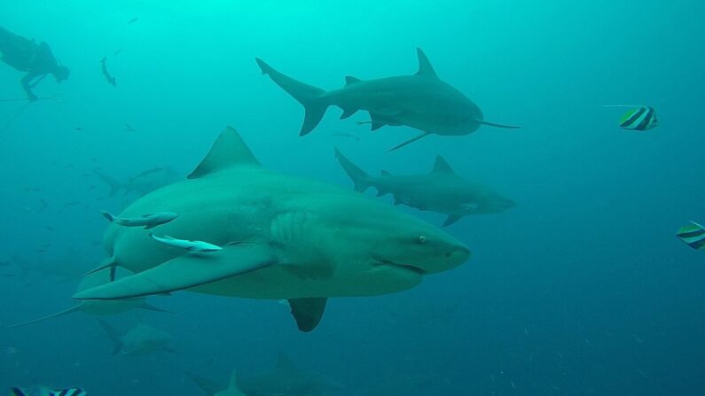 Des requins bouldogues en groupe - Photo par amanderson2, Commons Wikimédia, CC BY 2.0