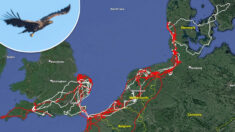 Un pygargue à queue blanche rare parcourt 16.000 km à travers 7 pays pour revenir chez lui au bout de deux ans avec une patte manquante