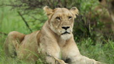 Afrique du Sud : une lionne s’éclipse d’un pick-up en marche