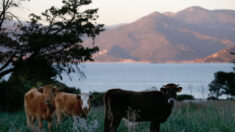 Corse: chargée par une vache, une randonneuse est sérieusement blessée