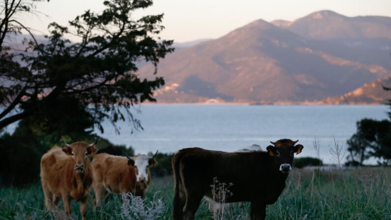 Des vaches paissent dans un champ en Corse (photo : PASCAL POCHARD-CASABIANCA/AFP via Getty Images)