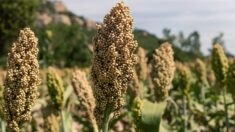 Céréales : face à la sécheresse, l’alternative du sorgho