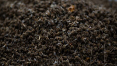 Marseille: pourquoi des milliers d’abeilles ont été retrouvées mortes près d’un parc?