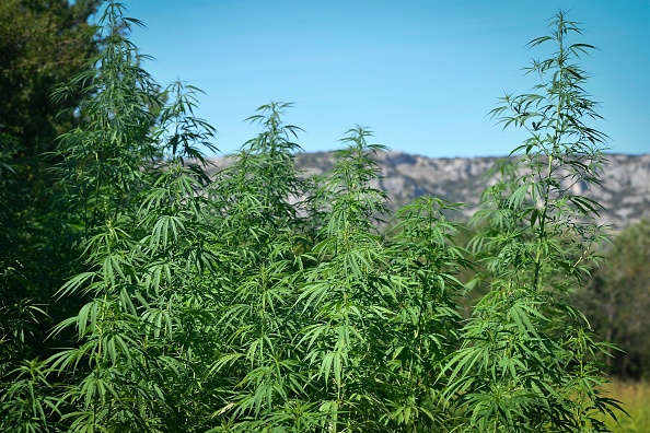 Des plants de Cannabis sativa cultivés dans une ferme  du Vaucluse à Mérindol, qui produit du cannabis sans THC utilisé dans l'industrie alimentaire, la cosmétique et le bien-être. (Photo : GERARD JULIEN/AFP via Getty Images)