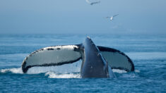 Bretagne: une baleine à bosse de 7 m aperçue dans l’estuaire de la Rance