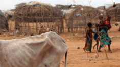 Faute de pluies, la Corne de l’Afrique de plus en plus menacée par la famine
