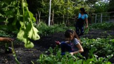 Paris: ce collège remplace les heures de colle par des heures de jardinage