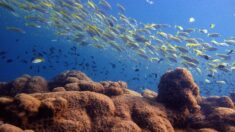 Protéger 30% des océans, un immense défi pour la planète