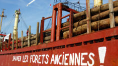 Une ONG pointe l’inaction de nombreuses grandes entreprises contre la déforestation