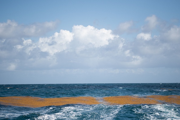 Les échouages de sargasses touchent de nouveau le littoral de la Guadeloupe. (Photo : LOIC VENANCE/AFP via Getty Images)