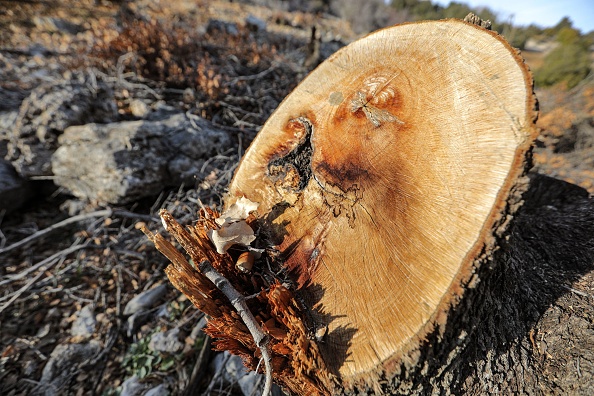 Le tronc d'un chêne abattu dans une zone montagneuse près du village de Barqa, dans le district de Baalbeck (est du Liban). (Photo : IBRAHIM AMRO/AFP via Getty Images)