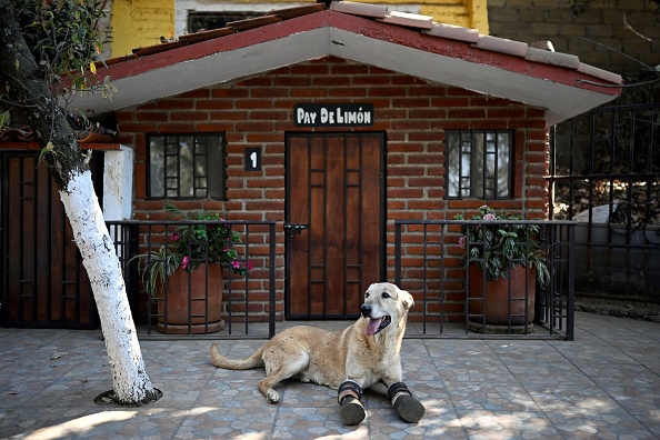 "Pay de Limon" (Tarte au citron) au refuge "Milagros Caninos", le premier sanctuaire d'Amérique latine pour chiens en situation extrême, dans le quartier de Xohimilco, à Mexico, le 7 février 2023. (Photo : ALFREDO ESTRELLA/AFP via Getty Images)