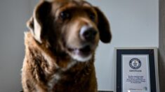 Portugal: Bobi, 30 ans, sacré le chien le plus vieux du monde