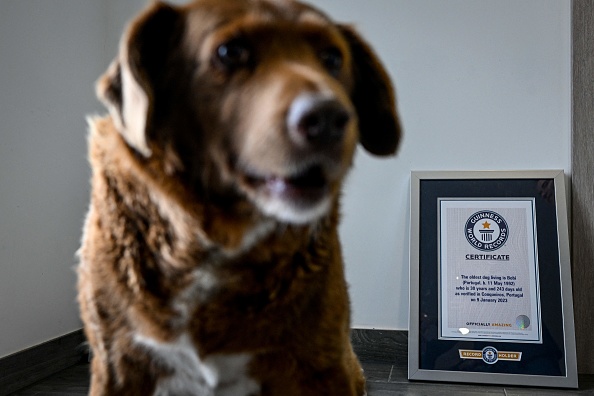 Bobi, un chien portugais de 30 ans, déclaré le plus vieux chien du monde par le Guinness World Records, assis entre les deux certificats Guinness à son domicile dans le village de Conqueiros à Leiria. (PATRICIA DE MELO MOREIRA/AFP via Getty Images)