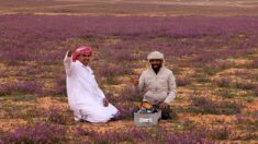En Arabie saoudite, le rare spectacle d’un désert tapissé de fleurs mauves