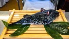 Le fugu, poisson de l’espoir pour les pêcheurs de Fukushima