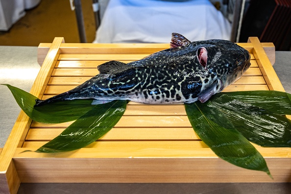 Le fugu est un poisson qui, une fois débarrassé de son poison mortel, est un mets d'exception de la gastronomie japonaise. (PHILIP FONG/AFP via Getty Images)