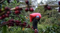 Amérique centrale: l’exode migratoire entraîne une pénurie de main-d’œuvre chez les caféiculteurs