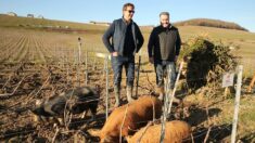 «Ça nettoie tout!»: des cochons nains utilisés pour désherber les vignes, à la place des herbicides