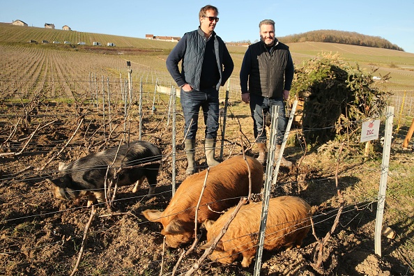 Le propriétaire du vignoble Jean-Etienne Bonnaire (à gauche) et l'agronome Olivier Zebic (à droite) observent une race de porc originaire de Nouvelle-Zélande, le "Kunekune", à Cramant, dans l'est de la France, le 21 février 2022.   (FRANCOIS NASCIMBENI/AFP via Getty Images)