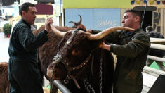 « Fierté » de l’élevage et star du Salon de l’agriculture, la vache Ovalie prend ses quartiers
