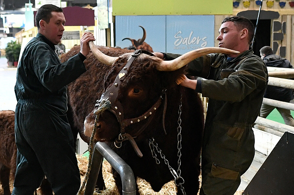 L'éleveur Michel Van Simmertier (droite) aux côtés de sa vache Salers Ovalie, l'égérie du Salon de l'Agriculture à Paris, le 24 février 2023. (STEPHANE DE SAKUTIN/AFP via Getty Images)