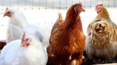 La grippe aviaire continue à se propager dans le monde, menaçant les stocks de volailles