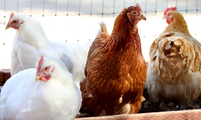 Des poulets secourus se rassemblent dans une volière au sanctuaire de Farm Sanctuary en Californie du Sud, à Acton, en Californie, le 5 octobre 2022. Une vague de grippe aviaire H5N1 hautement pathogène est maintenant entrée en Californie du Sud alors que la migration automnale des oiseaux s'installe, suscitant des inquiétudes pour les oiseaux sauvages et les élevages de volailles de la région. (Mario Tama/Getty Images)