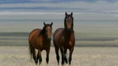Les groupes de défense des animaux «consternés» par la proposition des parlementaires du Wyoming d’abattre légalement les chevaux et les burros sauvages