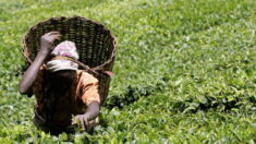 Des fabricants de thés britanniques mis en cause pour des abus sexuels au Kenya