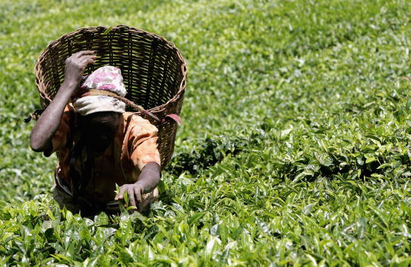 "Plus de 70 femmes dans des plantations de thé kényanes détenues pendant des années par deux sociétés britanniques ont été abusées sexuellement par leurs supérieurs". (Chris Jackson/Getty Images)